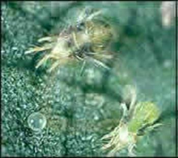 کنه ترکستانی